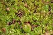 Sarracenia purpurea