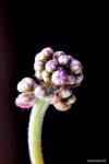 פרח צפלוטוס הגביעים Cephalotus follicularis
