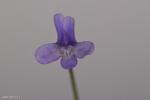 פרח Pinguicula longifolia ssp