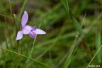 סחלב Pogonia japonica