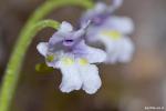 פרח חמאית Pinguicula ramosa