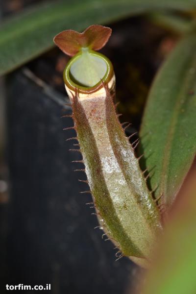כד תחתון Nepenthes albomarginata