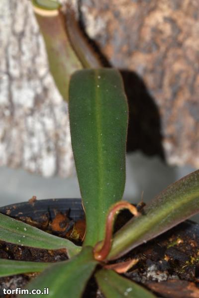 כדנית Nepenthes albomarginata