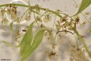 נאדיד ארוך העלה U. longifolia