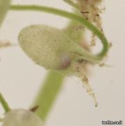 מלכודת נאדיד ארוך העלה U. longifolia