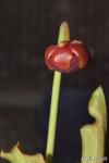 Sarracenia rubra ssp alabamensis red form