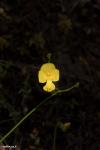 נאדיד U. striata