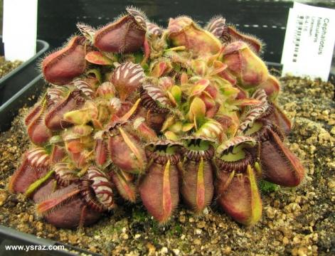 Cephalotus folicularis