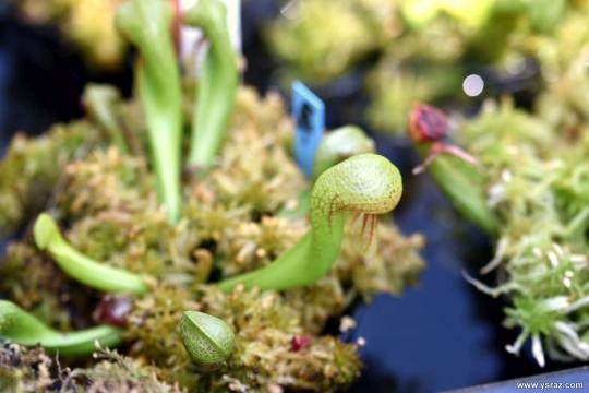 צמחי דרלינגטוניה צעירים Young Darlingtonia