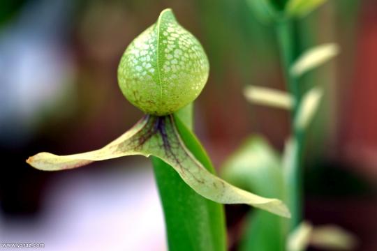 צמח הדלרינגטוניה Darlingtonia