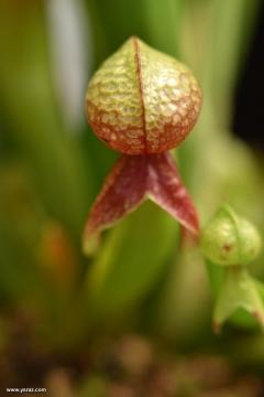 צמח הדלרינגטוניה Darlingtonia