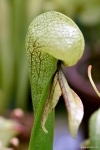 צמח הדלרינגטוניה Darlingtonia
