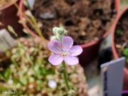פרח Drosera paradoxa
