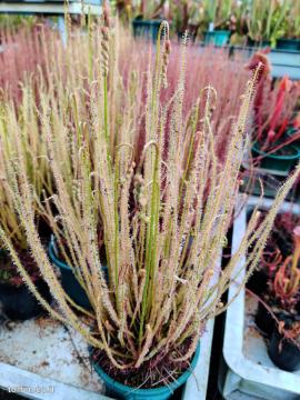 טללית פיליפורמיס Drosera filiformis