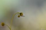 פרח סגור טללית פקעת Drosera andersoniana