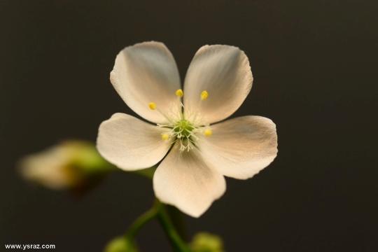 פרח טללית פקעת D. andersoniana