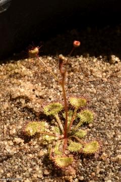 טללית פקעת D. andersoniana