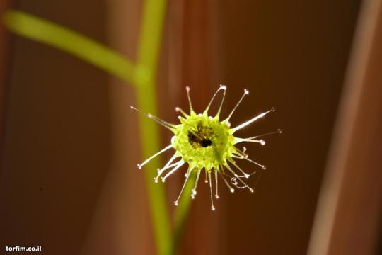 עלה טללית פקעת  D. eremaea