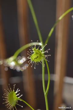 עלי טללית פקעת  D. eremaea