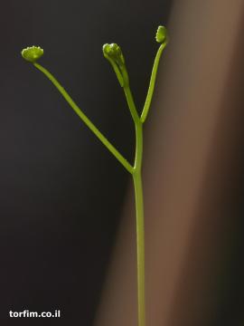 צמיחת גבעול טללית פקעת  D. eremaea