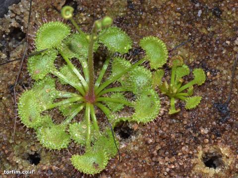 טללית פקעת D. andersoniana