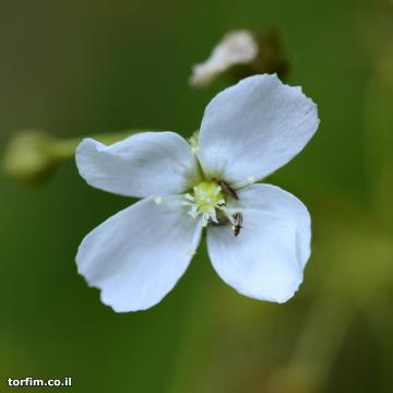 פרח טללית פקעת D. lunata