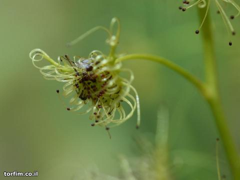 טללית פקעת D. lunata