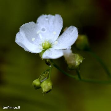 פרח טללית פקעת D. lunata