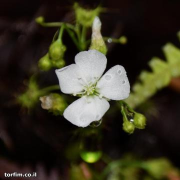 פרח טללית פקעת D. lunata