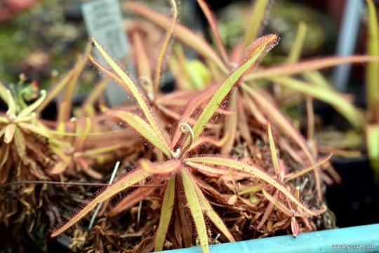 טללית אוסטרלית Drosera Adelae