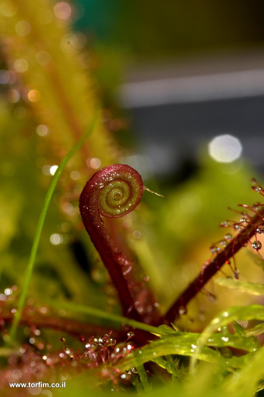 עלה חדש של טללית אדל -  Drosera Adelae new leaf