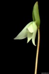 פרח הליאמפורה מיינור