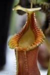 כדנית Nepenthes edwardsiana