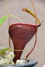 כדנית Nepenthes jambalan