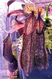 כדנית Nepenthes hamata