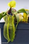 כדנית Nepenthes spathulata