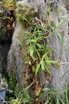 כדנית Nepenthes ventricosa