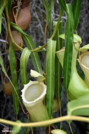 כדנית Nepenthes ventricosa 'Luzon Long Bottle'