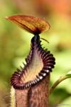 כדנית Nepenthes hamata x edwarsiana
