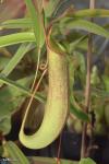 כד עליון של כדנית Nepenthes 'Rabecca Soper' N. ventricosa x N. gracillima