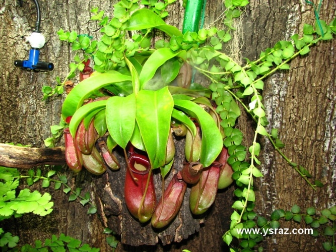 כדנית Nepenthes Bloody Mary Ventricosa x Ampullaria