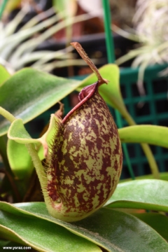 כדנית 'Nepenthes x 'Hookeriana