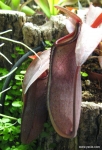 כדנית Nepenthes 'Rabecca Soper' N. ventricosa x N. gracillima