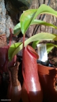 כדנית 'Nepenthes 'Ventrata בשלב פתיחת הכד