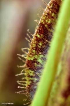 הגדר בחזית כד 'Nepenthes x 'Hookeriana