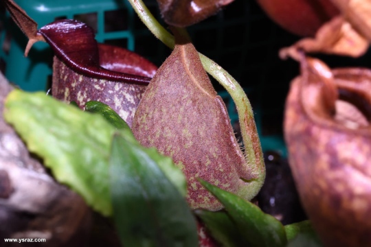 כד מתפתח 'Nepenthes x 'Hookeriana
