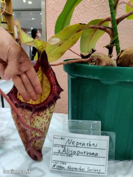כדנית Nepenthes x alisaputrana