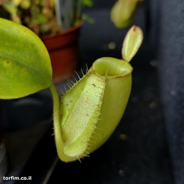 כד תחתון של כדנית הוקריאנה ירוקה Nepenthes x 'Hookeriana' Green Form