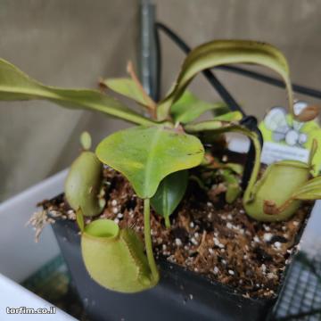 כדנית הוקריאנה ירוקה Nepenthes x 'Hookeriana' Green Form