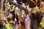 כדנית 'Nepenthes 'Ventrata